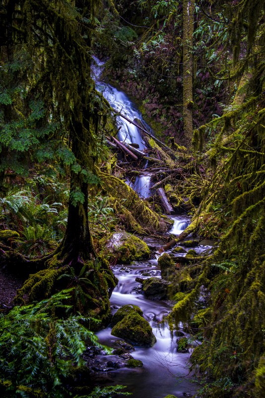 Silky cascade winding through dense moss-covered Olympic forest with stream and ferns in foreground
